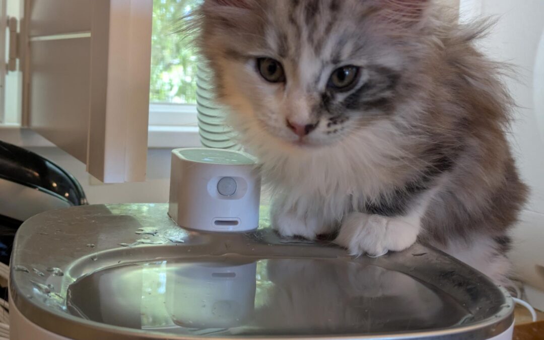 The Perfect Diet for Your Maine Coon