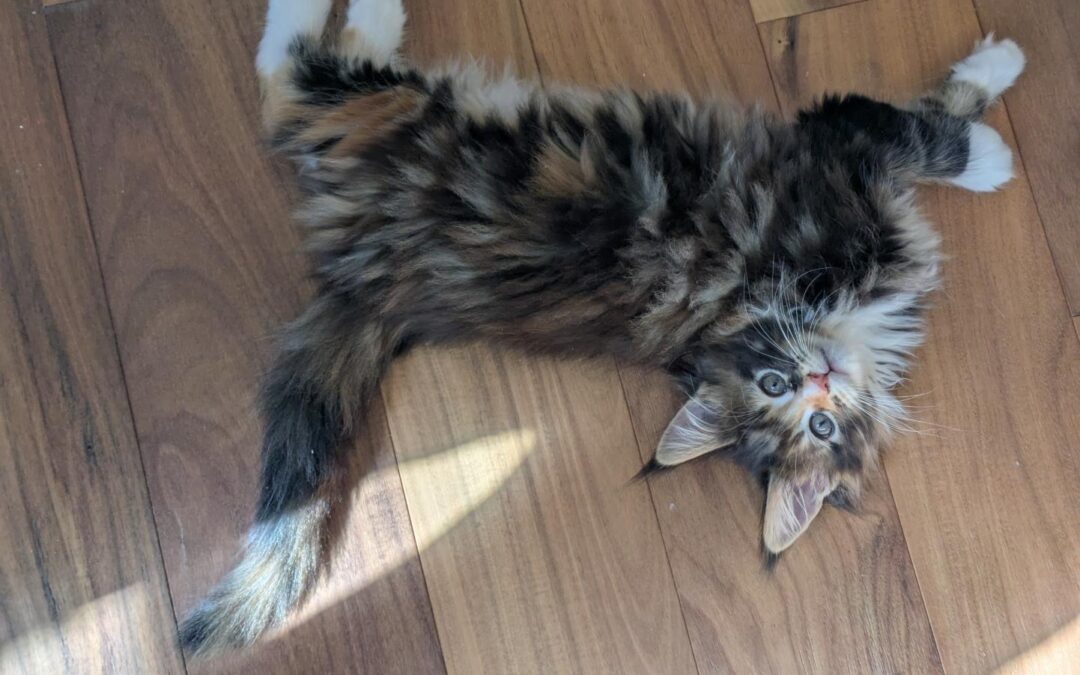Day in the Life of a Maine Coon Kitten
