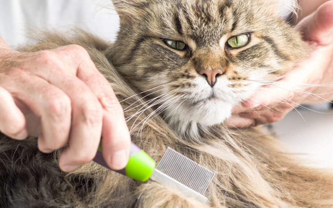 How to Groom Your Maine Coon Like a Pro – Tips for Maintaining Their Luxurious Coat and Keeping Them Tangle-Free