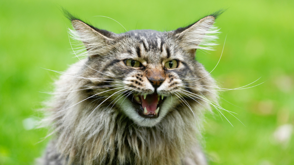 Defensive Maine Coon Cat | Maine Coons of Finn Manor | San Fransico Bay Area