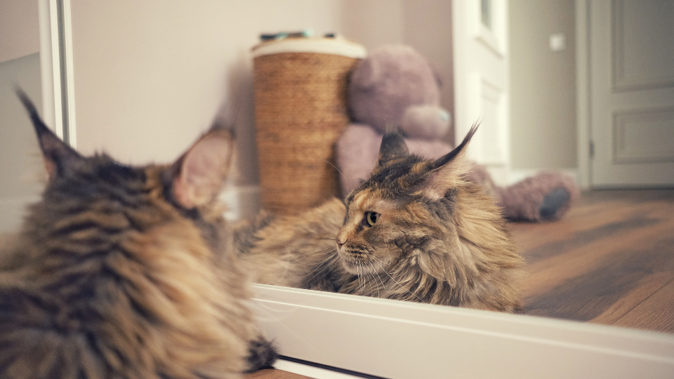 Introspective Maine Coon Cat | Maine Coons of Finn Manor | San Fransico Bay Area