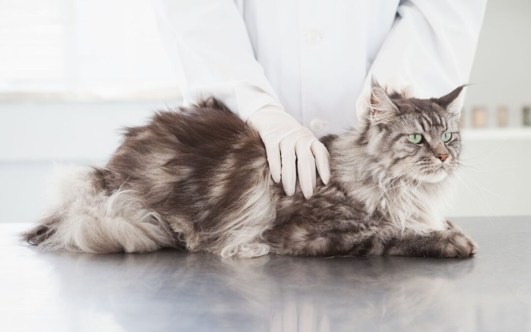 Common Health Issues in Maine Coons and How to Prevent Them
